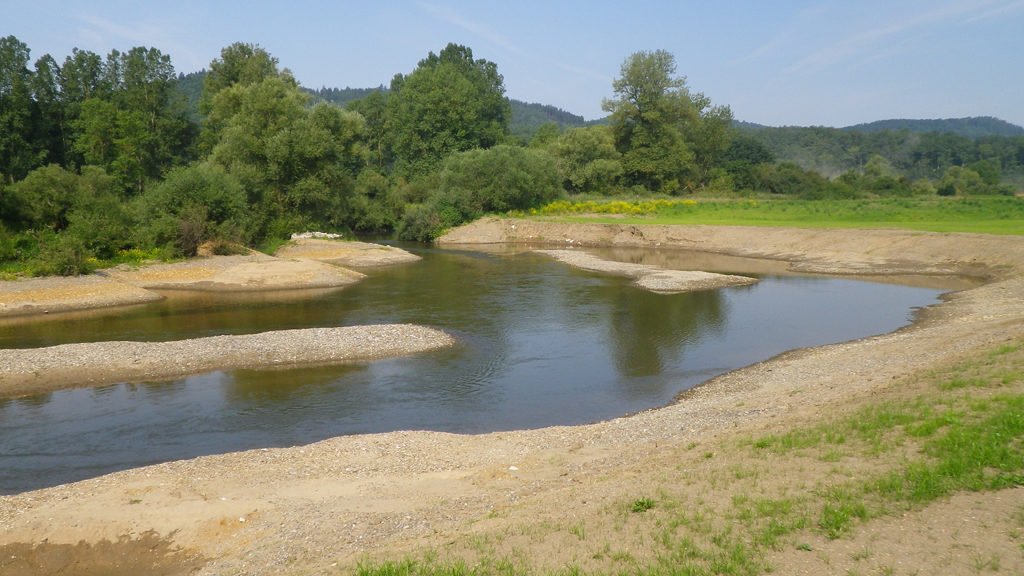 Naturnah gestaltetes Mainufer, im Vordergrund ist bereits sich entwickelnde Vegetation zu erkennen