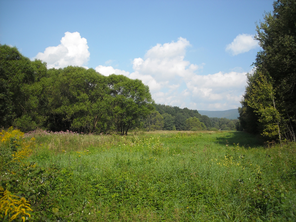 Im Verbund mit Hochstaudenfluren und Extensivgrünland stellen Auwälder entlang des Mains wertvolle Lebensräume dar 