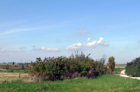 Bau-km 97,6-98,7: Feldgehölz am Rande der NBS-Trasse