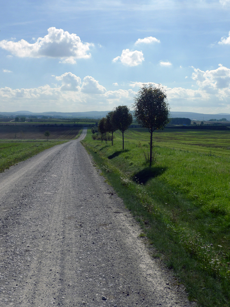 Bau-km 98,5: Ackerrandstreifen mit Einzelgehölzen (Biotopvernetzung)