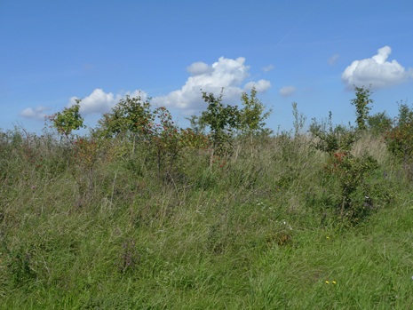 Bau-km 99,00: Angelegtes Feldgehölz auf Geländemodellierung