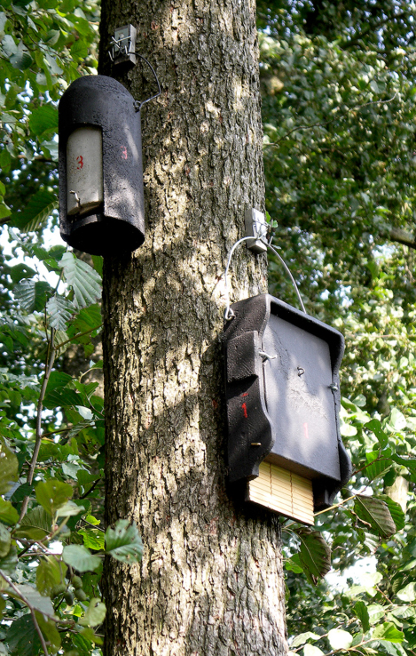 Fledermaushöhle und Fledermausflachkasten